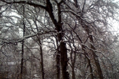 Heather-Snow