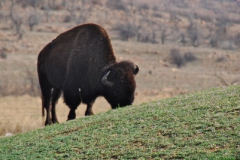 Buffalo at the Wichita Mountains