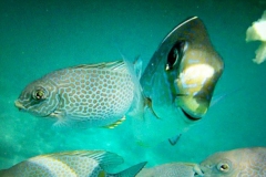 Snorkeling in Phuket