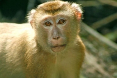 Khao Yaina National Park, Bangkok